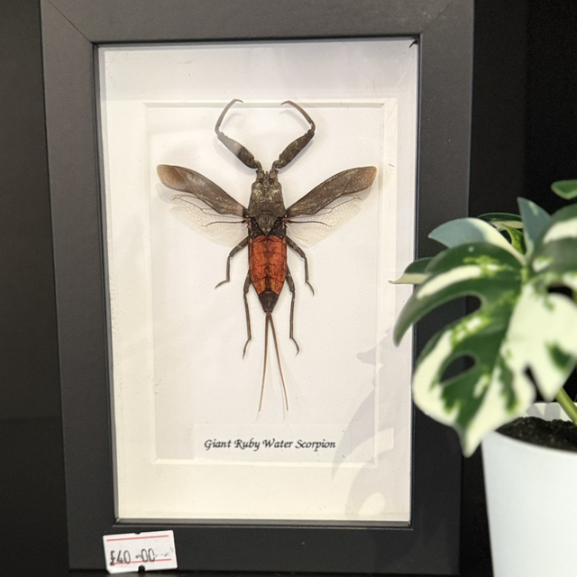 Giant Ruby Water Scorpion