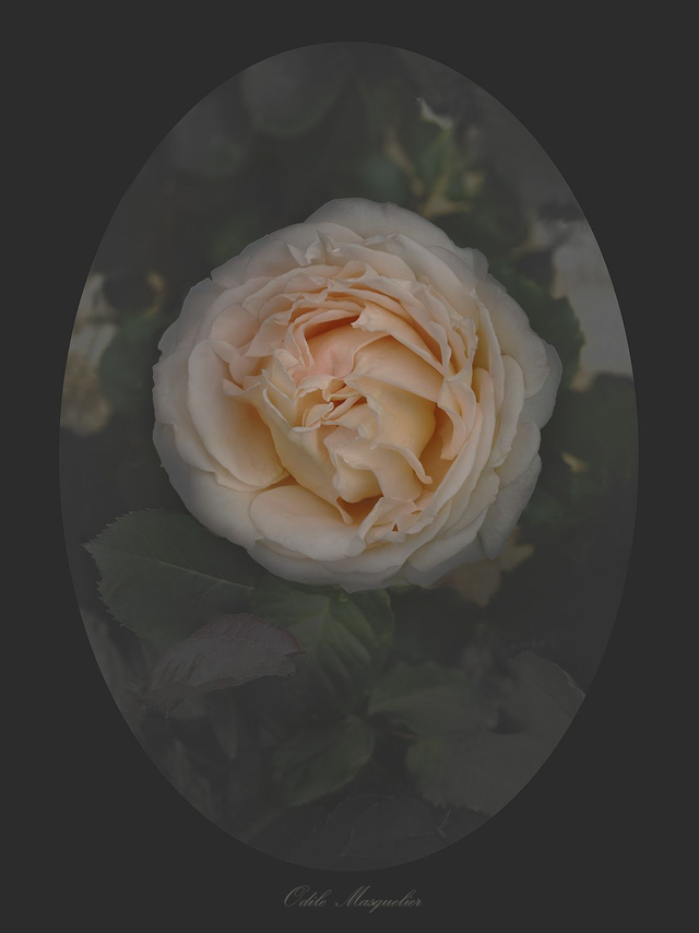 Rose Odile Masquelier