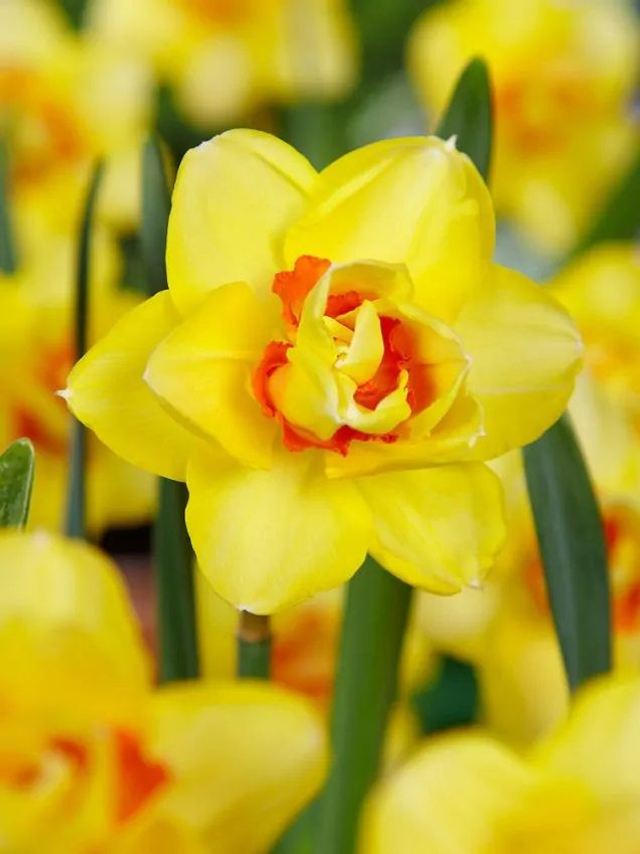Narcisse Texas – Fleurs doubles jaune et orange