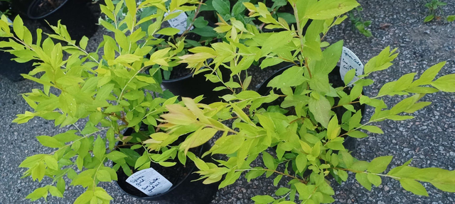 Spirea Gold Fire