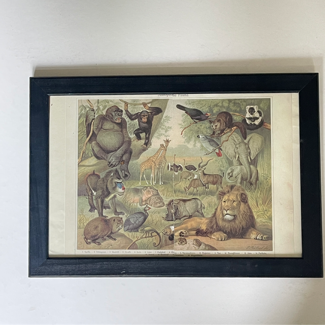 Tier Bild Äthiopische Fauna