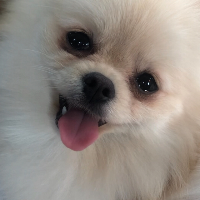 1) 1-1 Cuddles & Wellness 1 hour