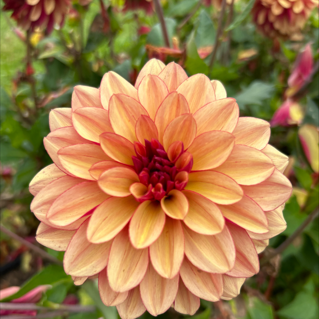 Crème de Cognac 206