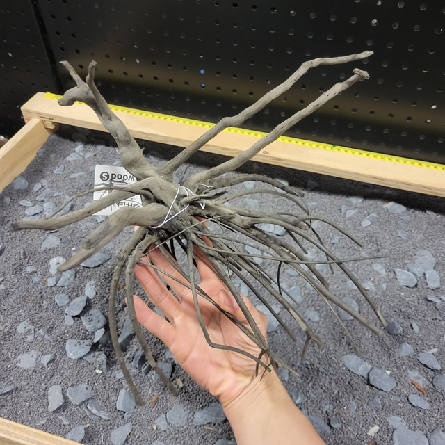 Sf black spiderwood S 8715897342400