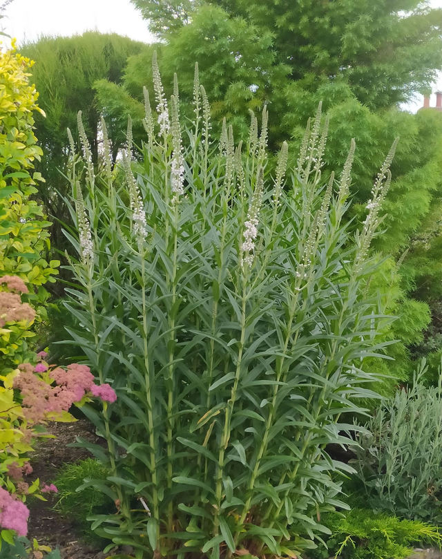 Lysimachia ephemerum - 1ltr pot