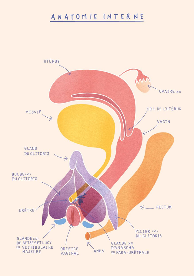 Anatomie interne 
