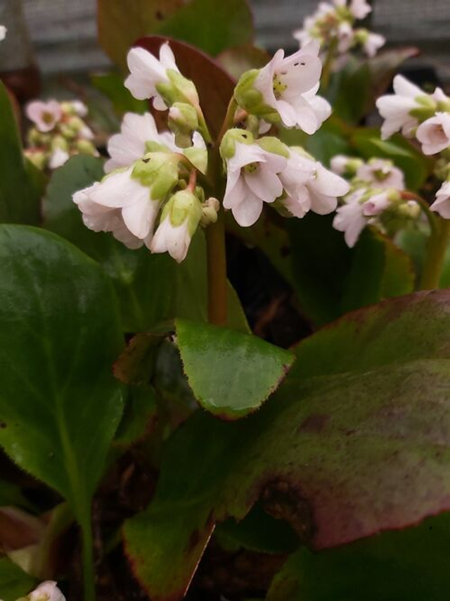 Bergenia cordifolia &#039;Bressingham White&#039; P9