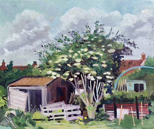 Elderflower at allotment