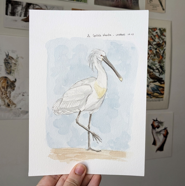 La Spatule blanche - Etude originale