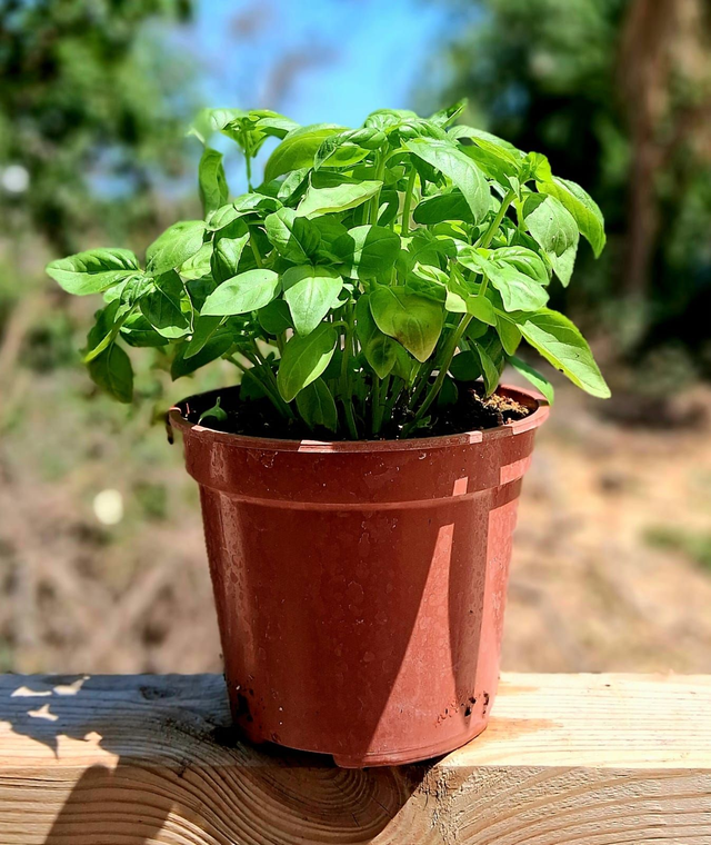 M14 . Basilico vaso 12