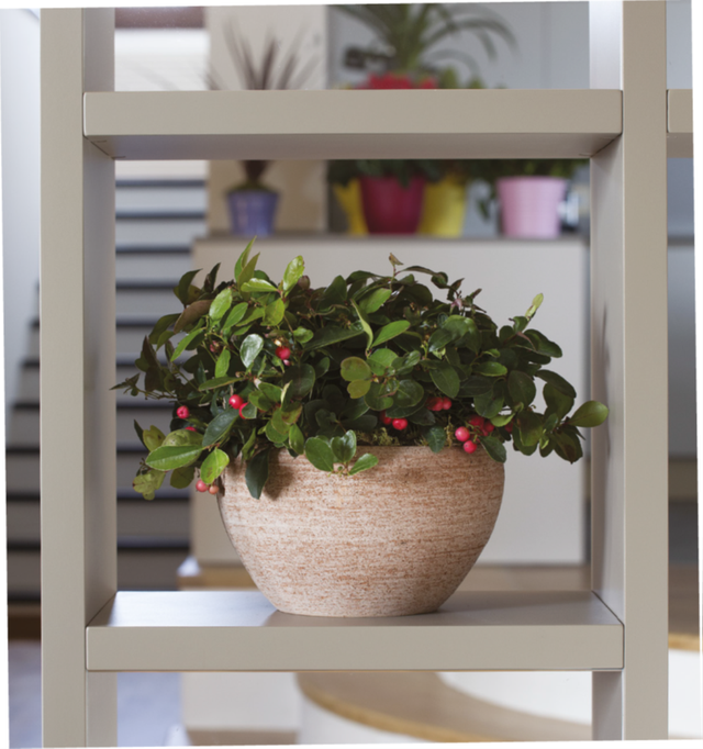 K04 . Ciotola Rodi Galestro/Etrusco 14