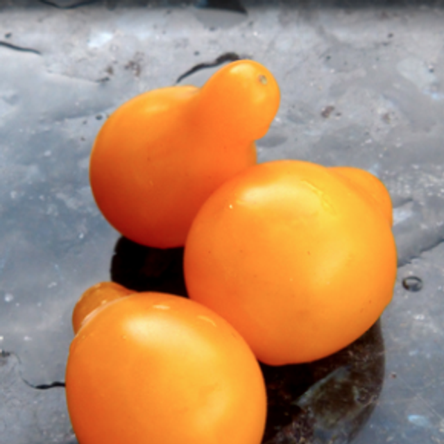 Tomate cerise Poire Jaune