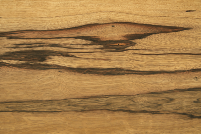 Oloïde van Korina black