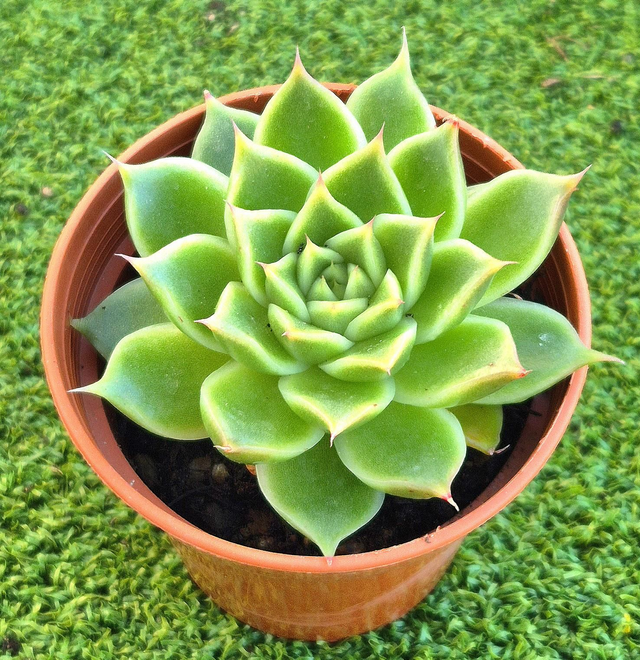 Echeveria var. cuspidata - Green form