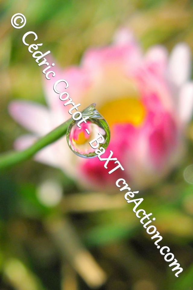 Impression sur alu dibond - Rosée et gouttes de pluie (ref 0534)