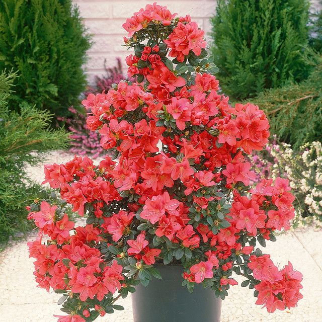 Azalea japonica Diamond Red