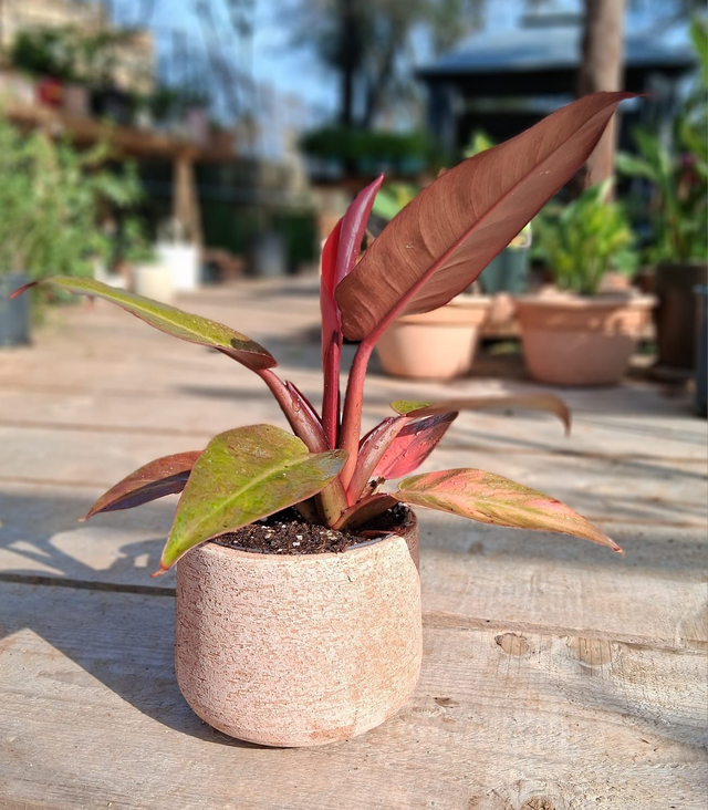 C41 . Philodendron 'Red Sun' in vaso "Creta"