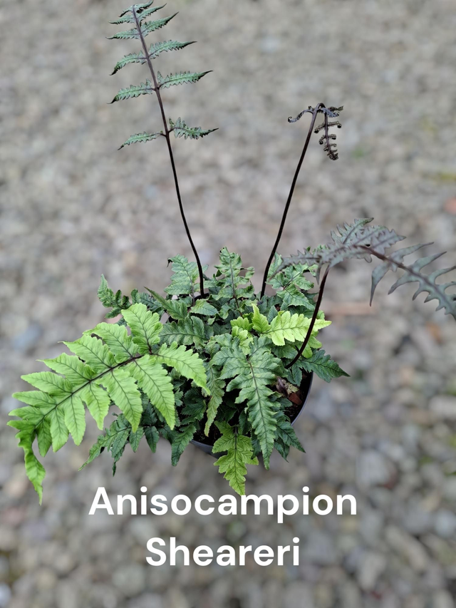 Anisocampion sheareri 3 litre