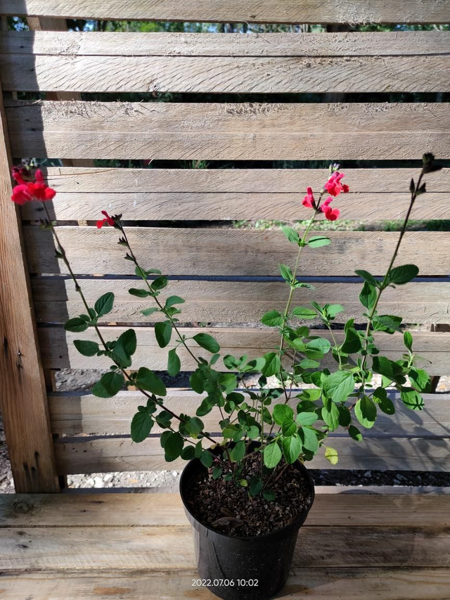 Salvia 'Royal Bumble' - C2l