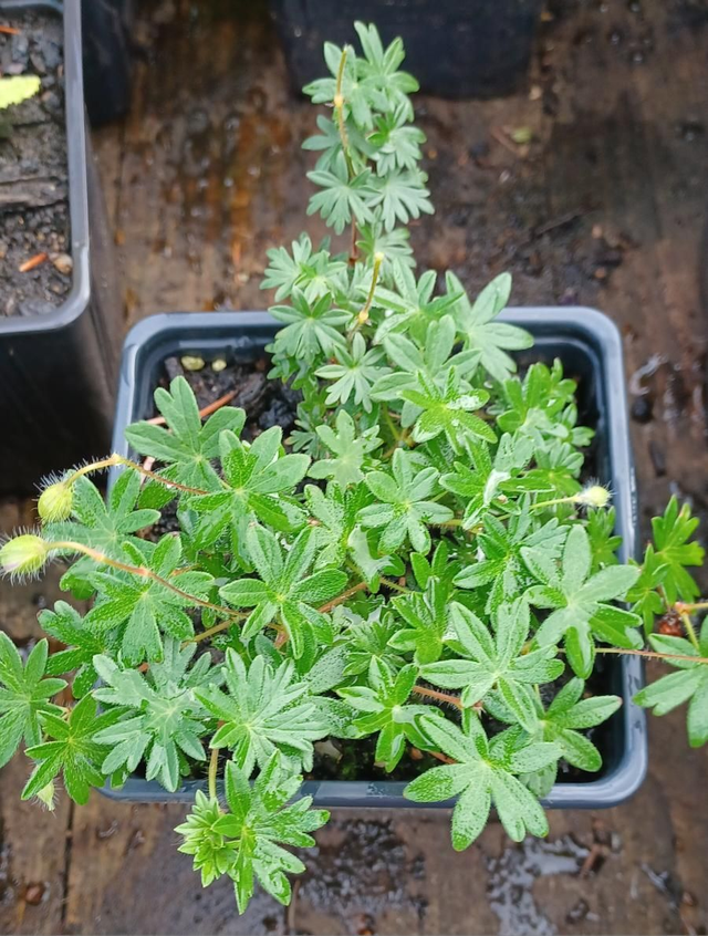 Geranium sanguinium pink