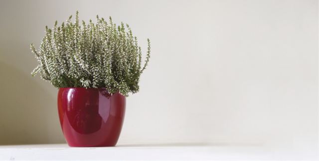 K09. Summer cachpot 15