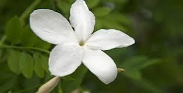 Jasmine 