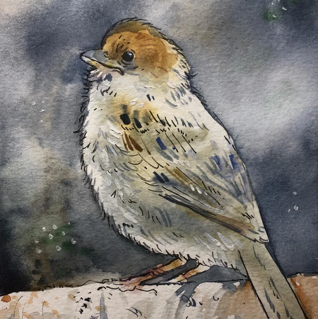 Képeslap, verébfióka