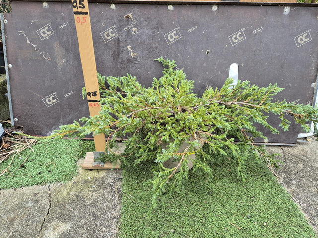 Juniperus pot 2L squamata blue