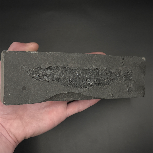 Osteolepis Lobe Finned Fish