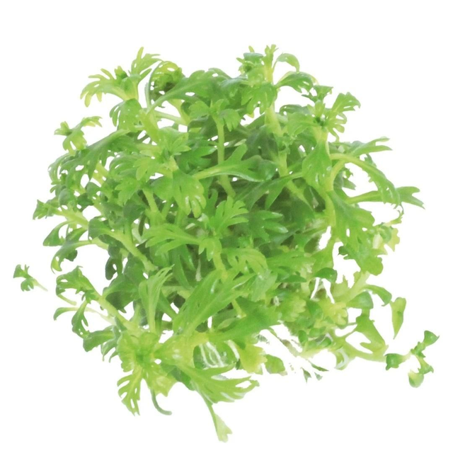Easygrow Hottonia Palustris 8715897322495