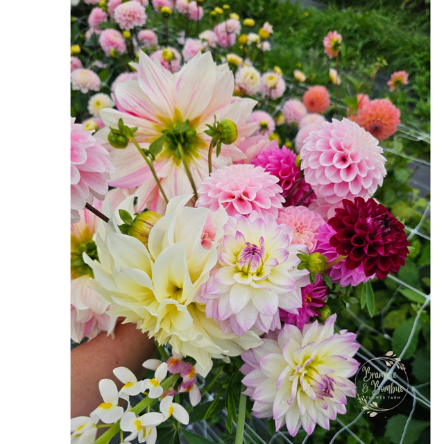 Cut and Create a Vase of Dahlias ~ Tuesday 5th August - 10am - 1pm