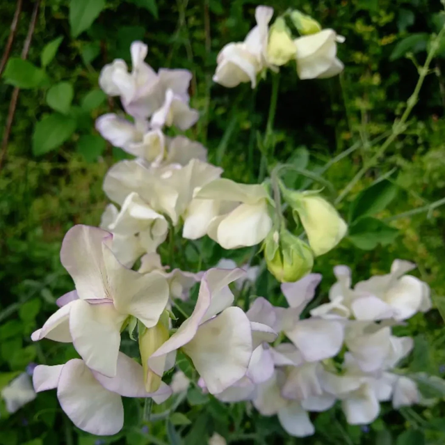 Pois de senteur 'Spencer old times'