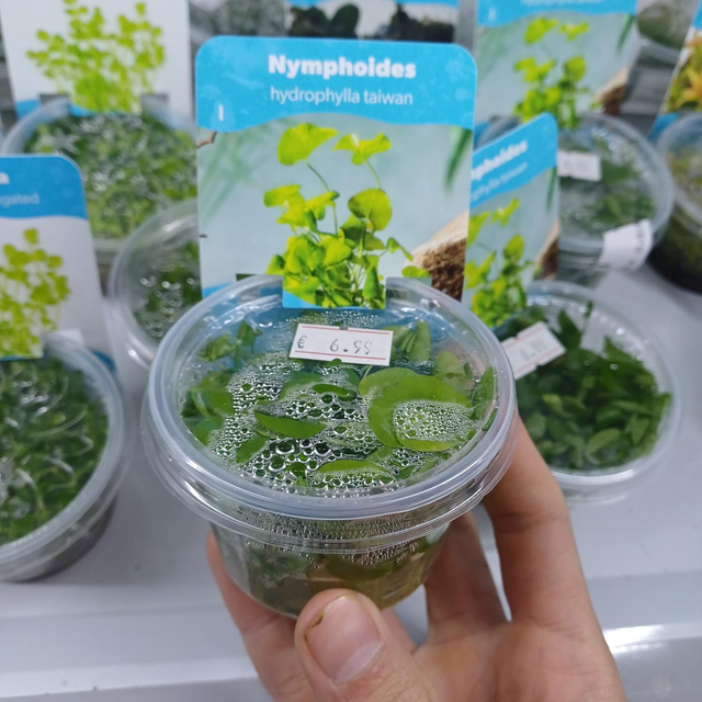 Nymphoides hydrophylla taiwan 6090951196185