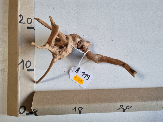 Racine araignée A-119