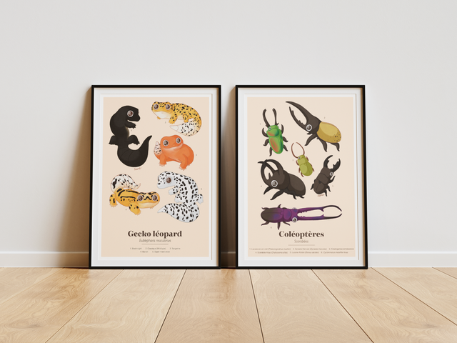 Collection "Planche d'études" - Coléoptères