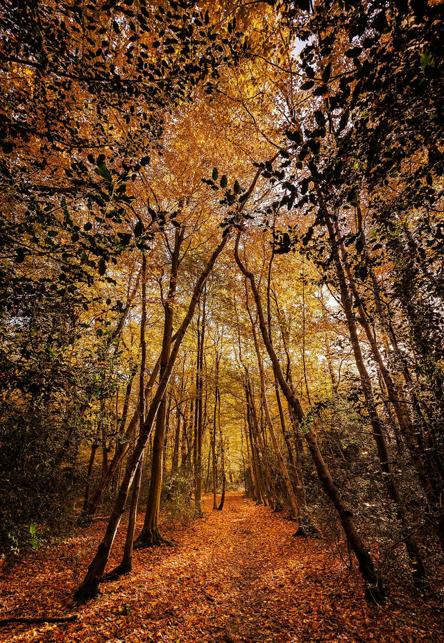 Archway To The Woodlands