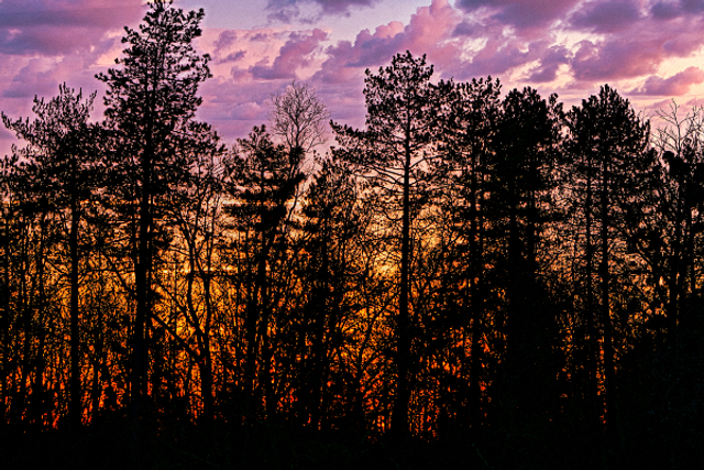 Arbres au coucher