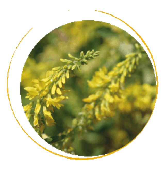  Macération solaire de Mélilot, la circulation et son ruissellement fluide