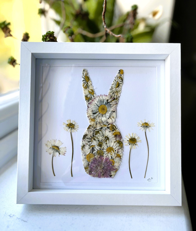 Daisies - Bunny