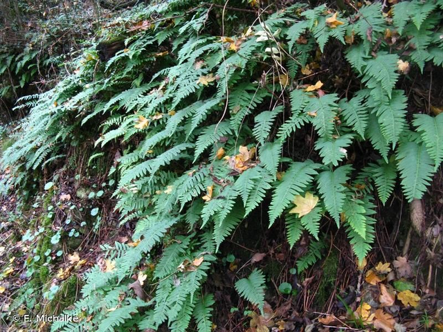 Polypode (Polypodium sp. )
