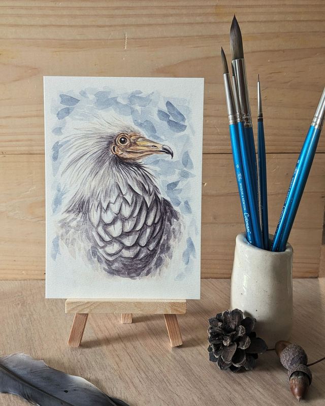 Le Percnoptère d'Egypte - carte A6