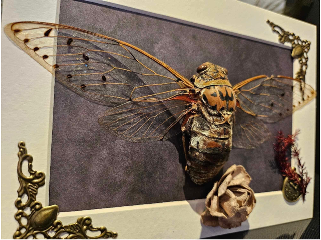 Grote cicade in lijst