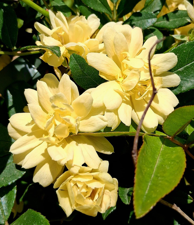 Q02 . Rosa banksiae Lutea