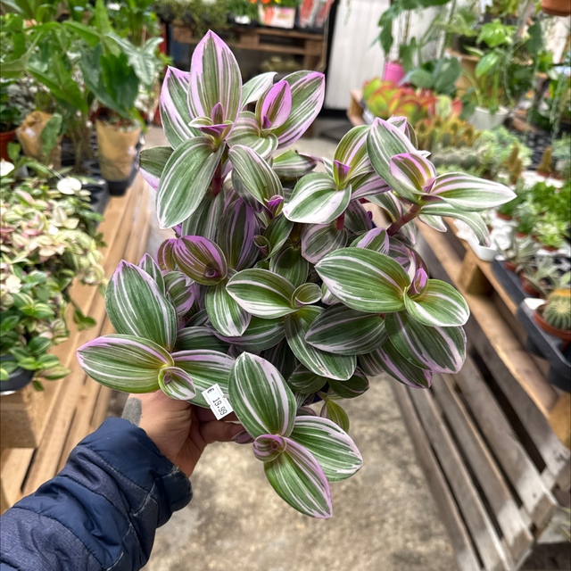 Potée Tradescantia Nanouk 