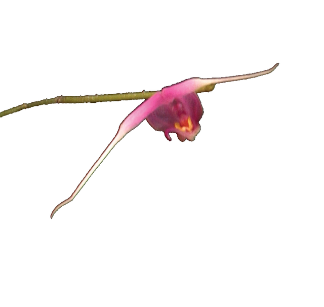 Life Direction Essence