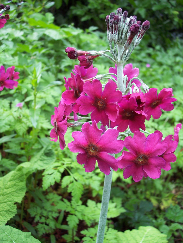 Bog garden candelabra 9 X plants garden ready open damp woodland