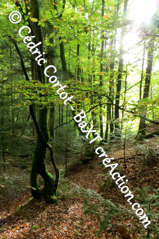 Impression sur alu dibond - Paysages et divers (ref 8771 )