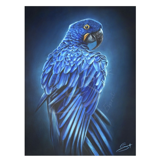 Ara hyacinthe "Bleu Majesté"