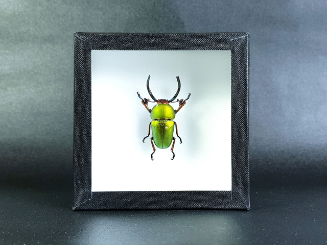 Lamprima adolphinae M