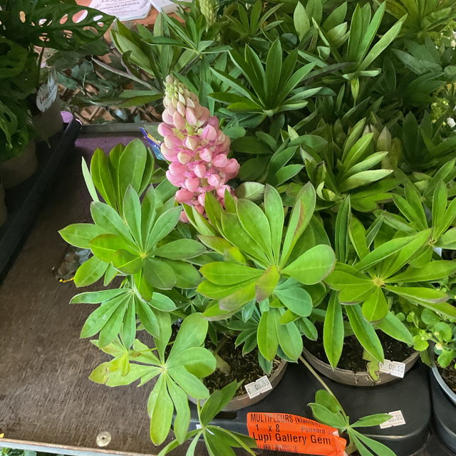 Lupin Gallery Gem